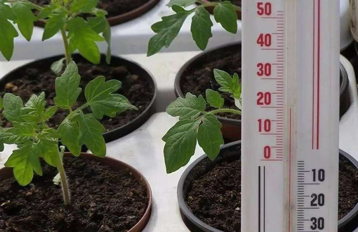 Температура выращивания рассады томатов