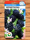Ежевика Черноглазка фото Семена топ