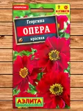 Георгина Опера Красная фото Семена Топ